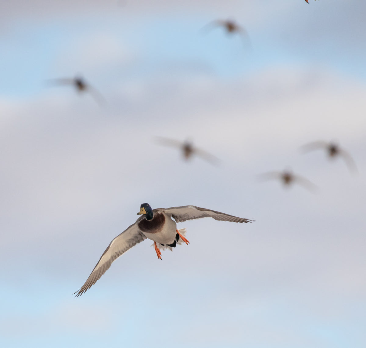 2023 duck brood numbers