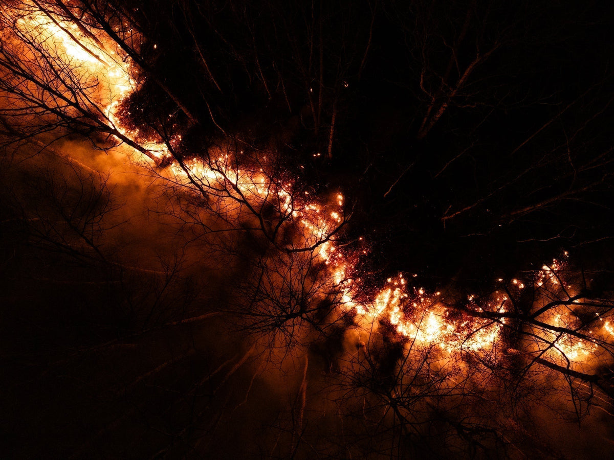 Prescribed burns for wild turkey habitat