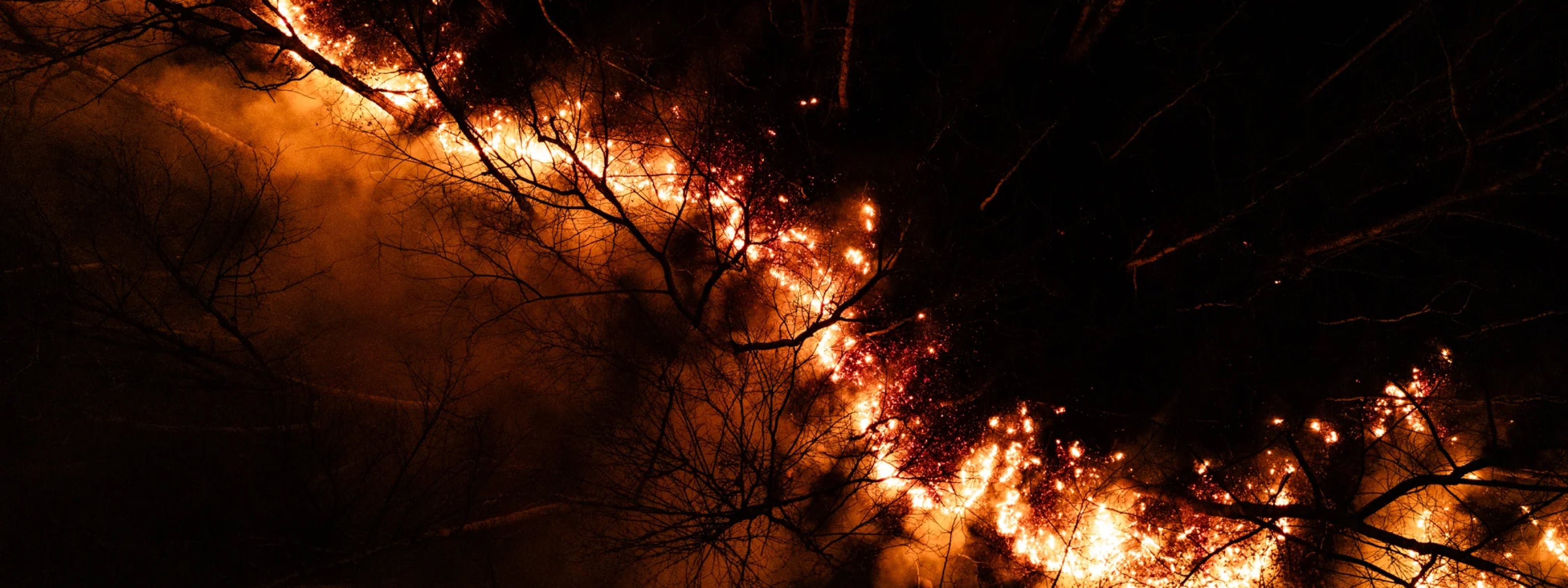 Wildfire burning through trees at night