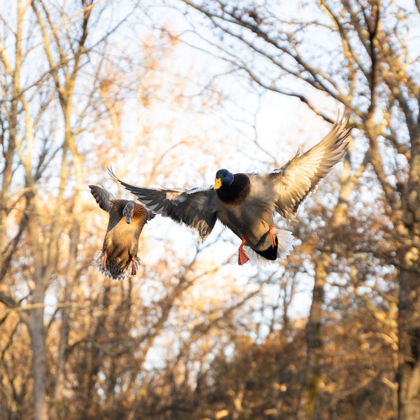 Ducks Unlimited on a mission to preserve waterfowl habitat