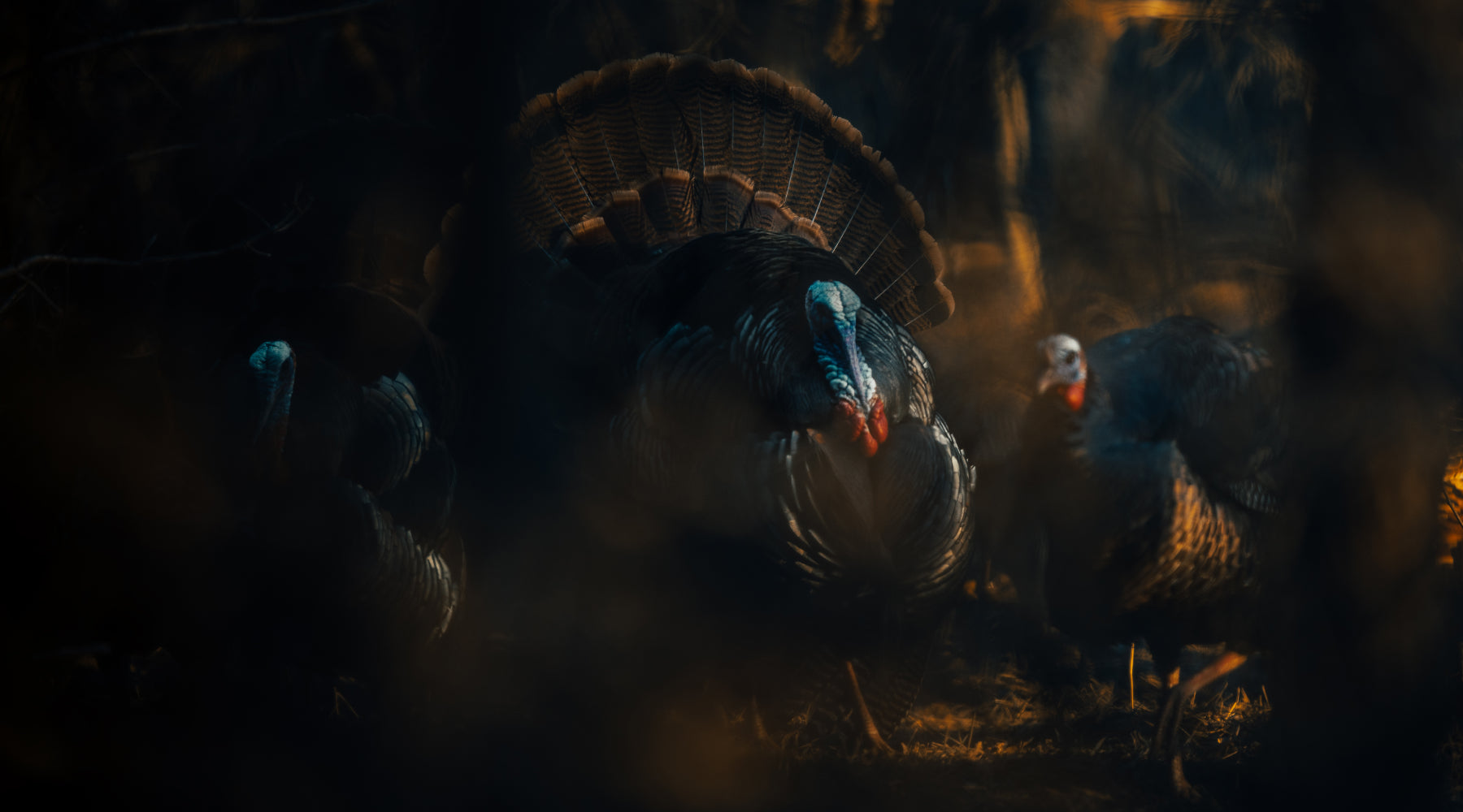 Chêne Presents | The King